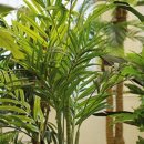 올리브조화 이미지