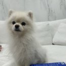 트렌덱스