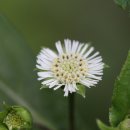 커피브람스 이미지