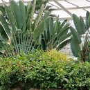 부천호수식물원 수피아 이미지