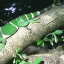 이구아나 이미지