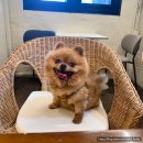 품이네 애견방 | 중랑구 애견 동반 가능한 카페! 빈스로드 상봉본점 강아지랑 함께할 수 있는 공간