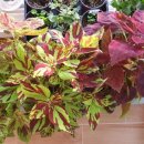 장일농장 이미지