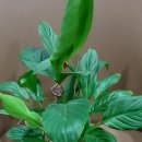 사계약국 이미지