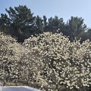 목련어린이집 | 창원 충혼탑 목련 개화율 | 3월19일 오픈런 후기 (이번 주말 절정 예상)