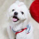 아이펫살롱 이미지