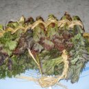 냉천 지초 이미지