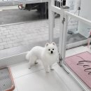 쭈니쭈니 펫살롱 이미지