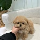 부산강아지분양 퍼피룸 이미지