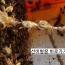 솔담콩 영농조합법인