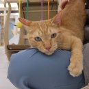 고양이호텔 윤집사 이미지