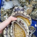 완도전복 이미지