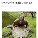 죽어가던 야생악어를 구해준 결과 이미지