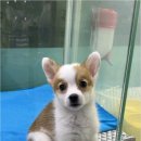 더독스 강아지분양 서울 이미지