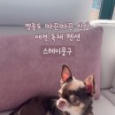 뭉구 애견 이미지