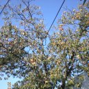 상봉2농장 이미지