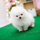 구산동 강아지 이미지