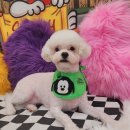 마이제이스 이미지