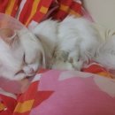 김성록동물병원 이미지