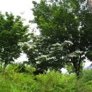 창녕 우포늪 이미지