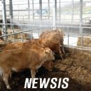 용인축협 한우사육장 이미지