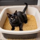 세성사료 | ㅁㅊ모래 파워스쿱 카사바블렌드 쓰고 고양이 모래 유목 생활 끝내다! - 솔직 후기 및 추천