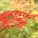 가을 바람이여 ! / 김경희 시 / 이안삼 곡 / Sop 김인혜 (악보포함) 이미지