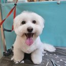 멍블리 펫 이미지