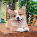 한국pet