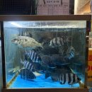 하남대로761번길 | 하남시청역 맛집 거진항횟집 대방어 내돈내산 후기