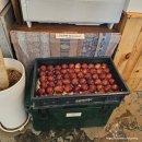 경산농업협동조합 | 경산 무화과집) 임당카페추천/ 무화과빙수 맛집/ 내돈내산 솔직후기