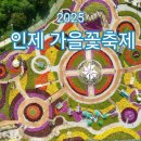 꽃자락 | 2025 인제 가을꽃축제 완벽 가이드 | 내설악 자락의 가을 꽃향연