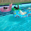 (주)힐링펫 이미지