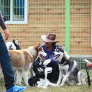 성주허스키켄넬 이미지