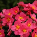 베고니아 이미지