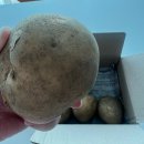 느티나무농원 | 바이더홈스 2025년 수미(햇)감자 특1Kg 후기 - 느티나무농원 국내산 햇감자