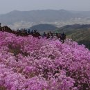 [(축제)] 황홀한 진분홍빛 꽃길을 걷다, 강화 고려산 진달래 군락지(2016.04.12 ~ 2016.04.26) 이미지