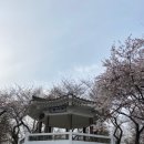 산마루공원 | 인천 수봉공원 벚꽃 개화 상황 4월 3일 기준 아이와 가볼만한곳 주차 꿀팁 스카이데크 후기