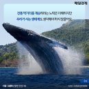 고래사냥 이미지