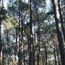 목상동 솔밭길 이미지