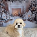 꿈꾸는 댕 이미지