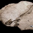 프로토케라톱스 이미지