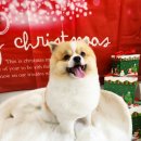 더 펫 애견샵 이미지