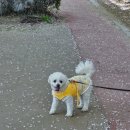 (버스)송탄공단입구 이미지