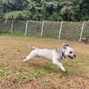 드림애견학교 이미지