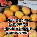 월등망룡보건진료소 | 순천복숭아 맛집 월등면 복숭아산지구입 주원농장