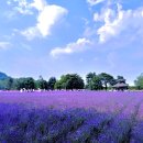 국철농장 | 후라노 팜 토미타의 겨울 풍경은? 기념품으로 꼭 사올 것들