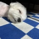 자미애견 이미지