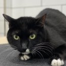 호야네애견샵 이미지