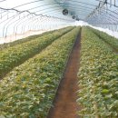 새동네농장 이미지